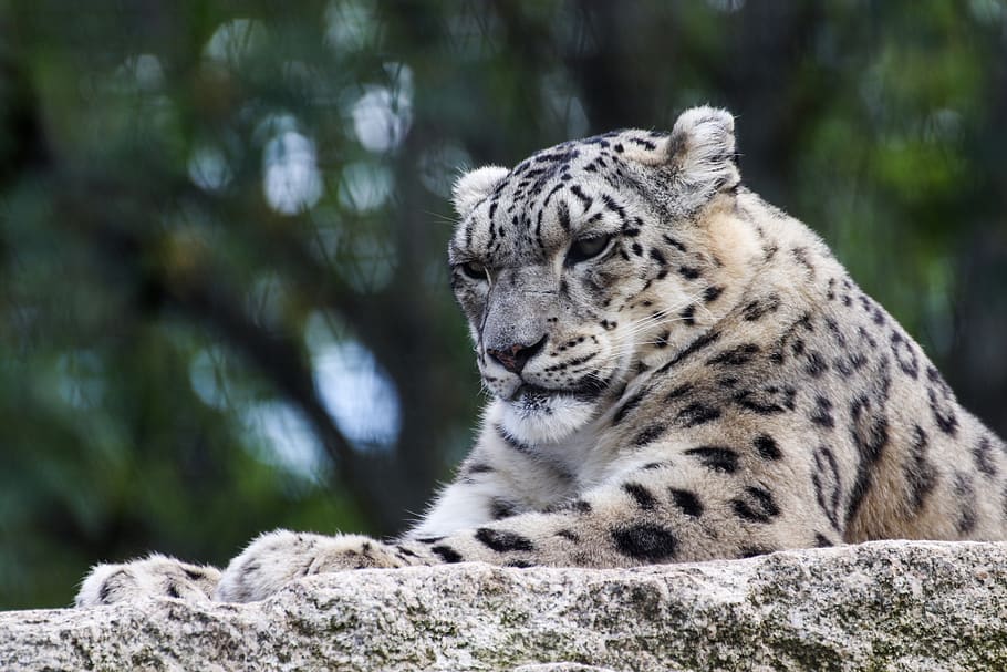 leopardo de las nieves, gato, gato grande, depredador, leopardo, naturaleza, zoológico, cazador, carnívoros, piel