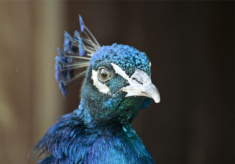 peacock, bird, animal, blue, animal themes, one animal, vertebrate, animal wildlife, close-up, animals in the wild