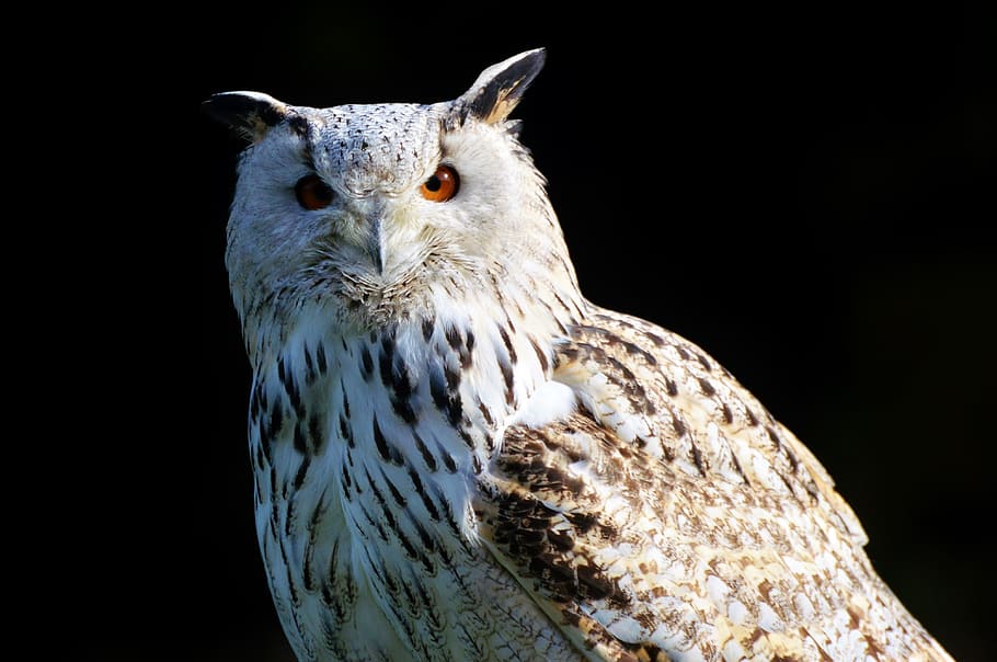 white, brown, owl, black, background, barn owl, raptor, bird, plumage, feather