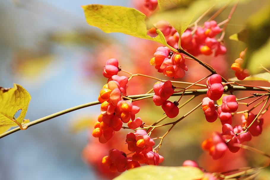 spindle, autumn, light, golden autumn, autumn mood, branches, lighting, healthy eating, fruit, food and drink