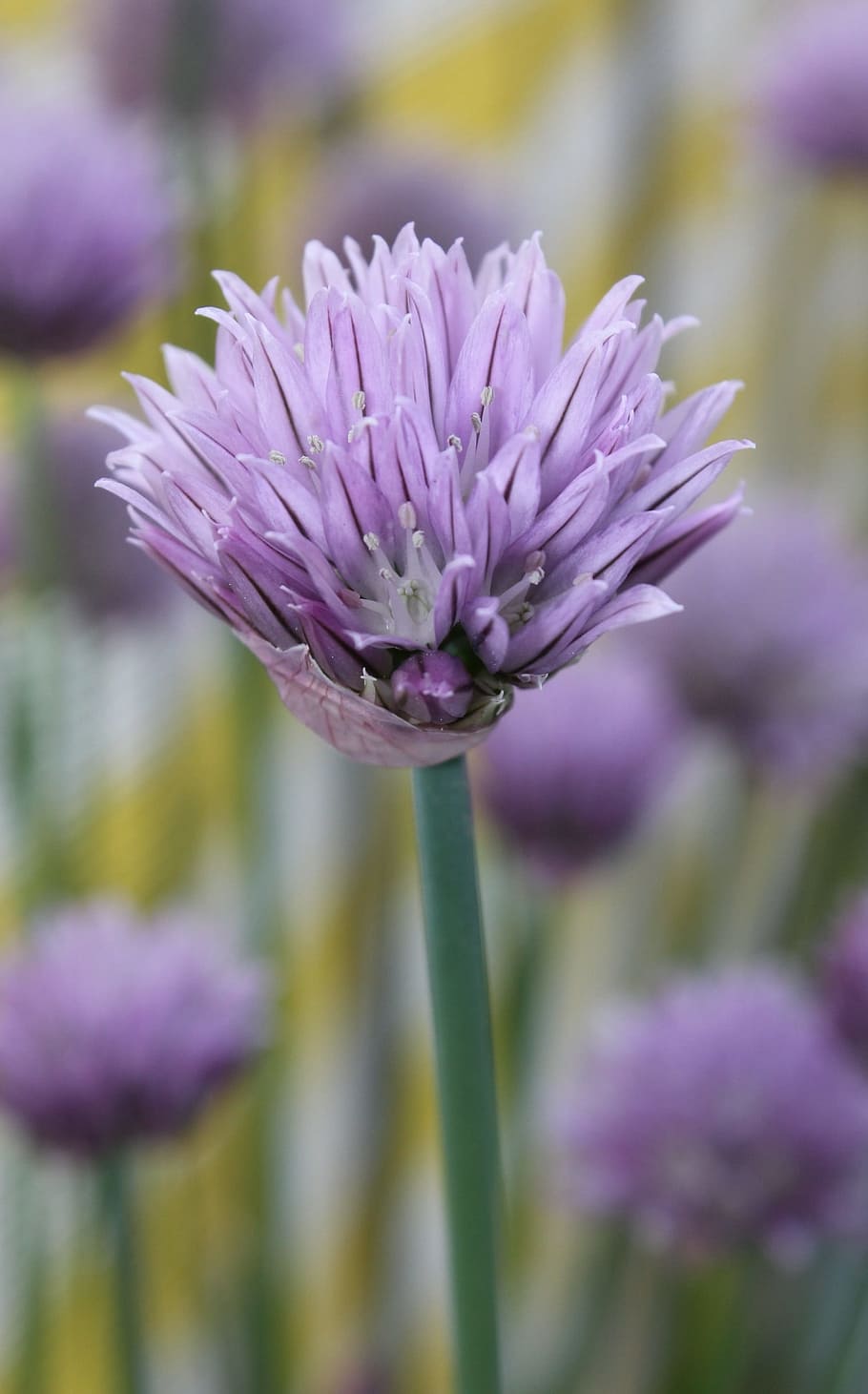 chives, spring, purple, flower, flowering plant, vulnerability, fragility, plant, beauty in nature, close-up