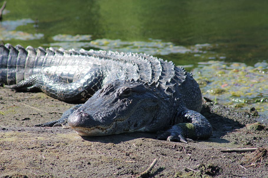 alligator, gator, wildlife, animal, sunbathing, wild, carnivore, reptile, nature, river