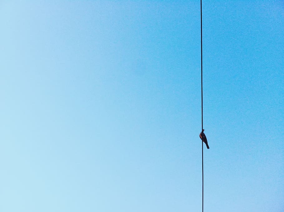 azul, cielo, alambre, pájaro, naturaleza, espacio de la copia, cielo despejado, vista de ángulo bajo, nadie, día