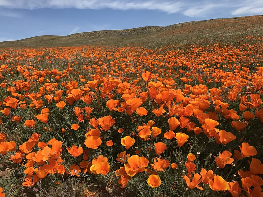 orange, california poppy field, mountain, Field, Poppies, Flowers, Bloom, Poppy, field of poppies, nature