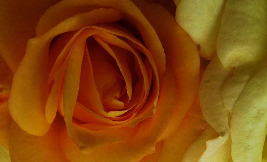 Roses, Orange, Yellow, Flowers, Petals, close up, macro, abstracts, delicate, soft