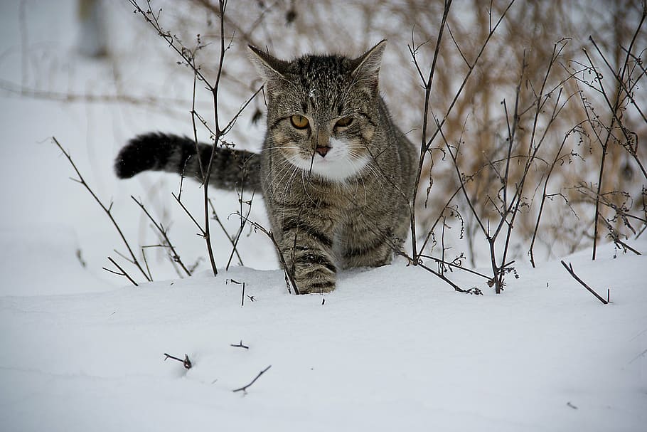 coklat, hitam, kucing betina, kucing, lapangan salju, hewan, salju, Kucing domestik, di luar ruangan, musim dingin