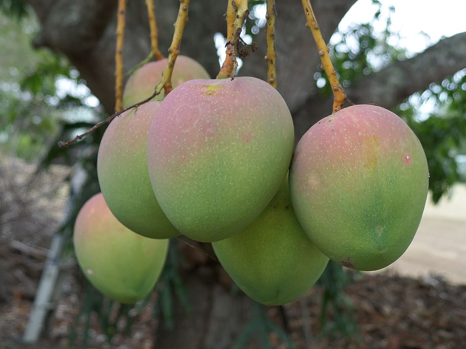 mango, tropical, fruit, food, sweet, healthy, ripe, fresh, natural, juicy