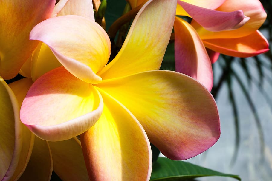 yellow, plumeria, bloom, flower, tropical, frangipani, frangipandi, flor de cebo, temple tree, macro