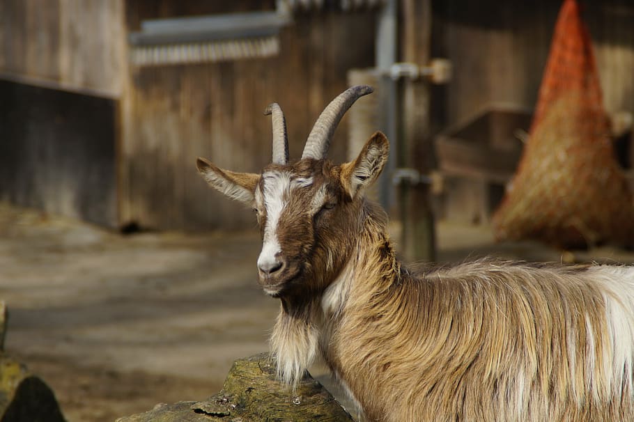 billy goat, goat, male, animal, bock, farm, petting zoo, domestic goat, horns, goatee
