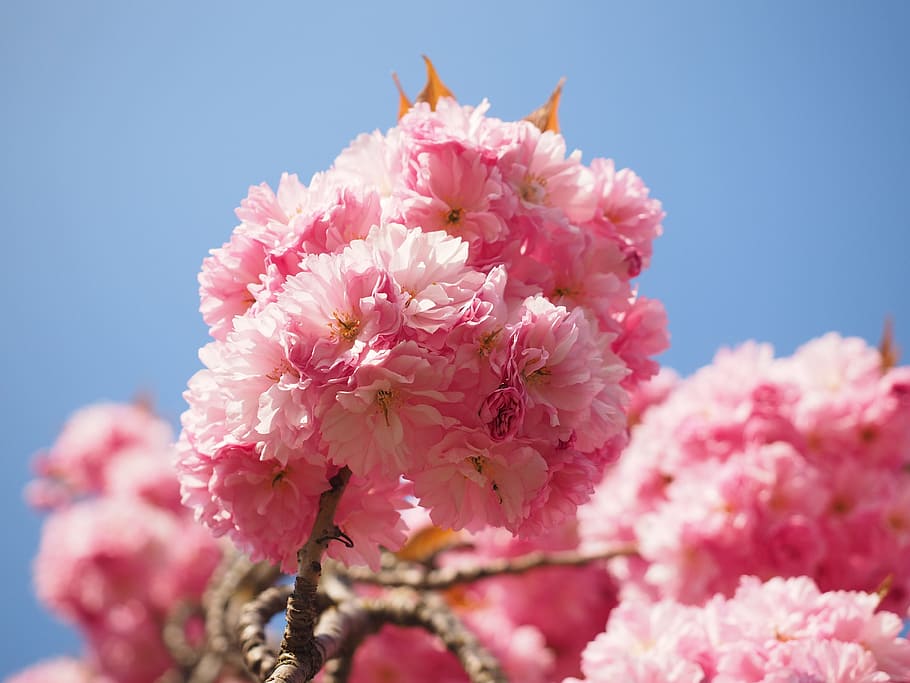 Cherry Blossom, Japanese Cherry, Smell, blossom, bloom, japanese flowering cherry, ornamental cherry, spring, pink, prunus serrulata