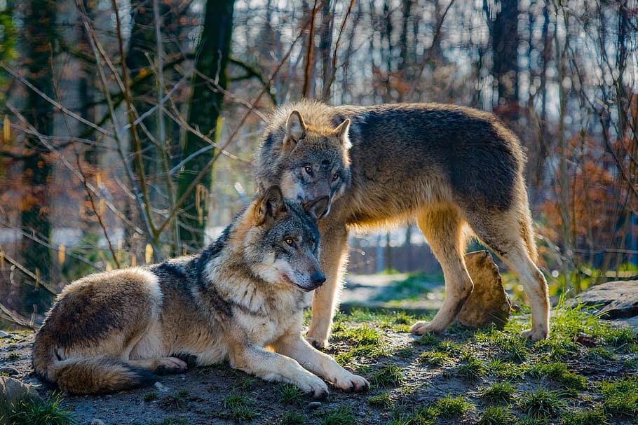 dua, serigala tan-dan-hitam, hutan, diambil, siang hari, serigala, cinta, hewan, perhatian, mamalia