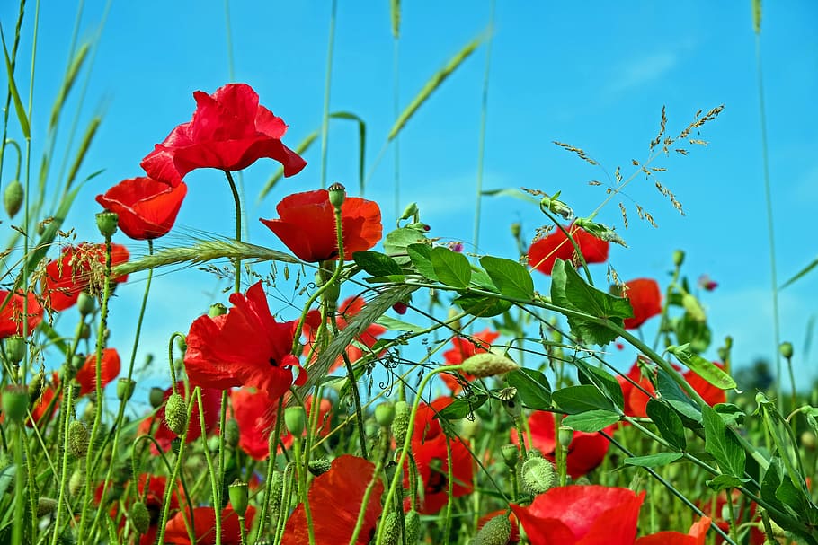 red, poppy flower, selective, focus photography, red Poppy, Poppy flowers, in bloom, daytime, klatschmohn, poppy