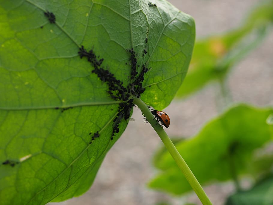 Ladybug, Lice, Eat, Banquet, hunting, coccinellidae, beetle, elytron, siebenpunkt ladybird, siebenpunkt