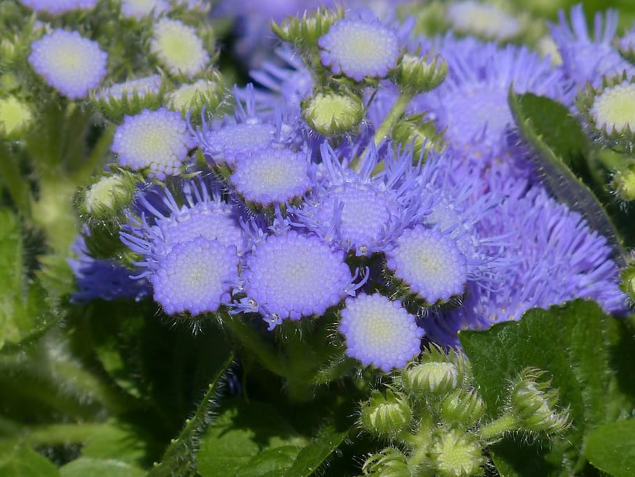 ageratum houstonianum, blueme, flor, floración, azul, violeta, compuestos, asteraceae, ageratum, planta floreciendo