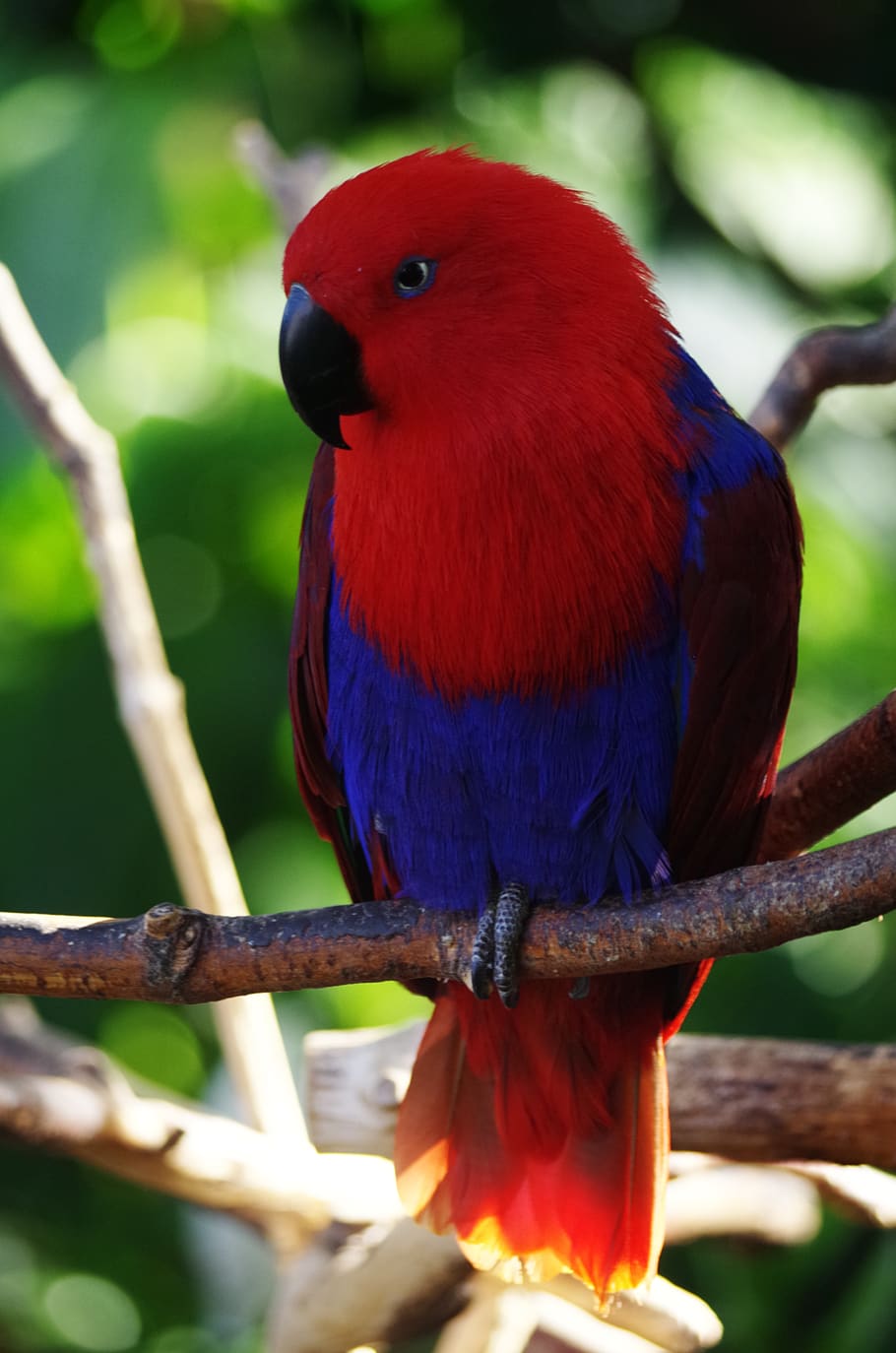 papagaio, animais selvagens, pássaro, colorido, tropical, animal, exótico, vermelho, temas animais, vertebrado