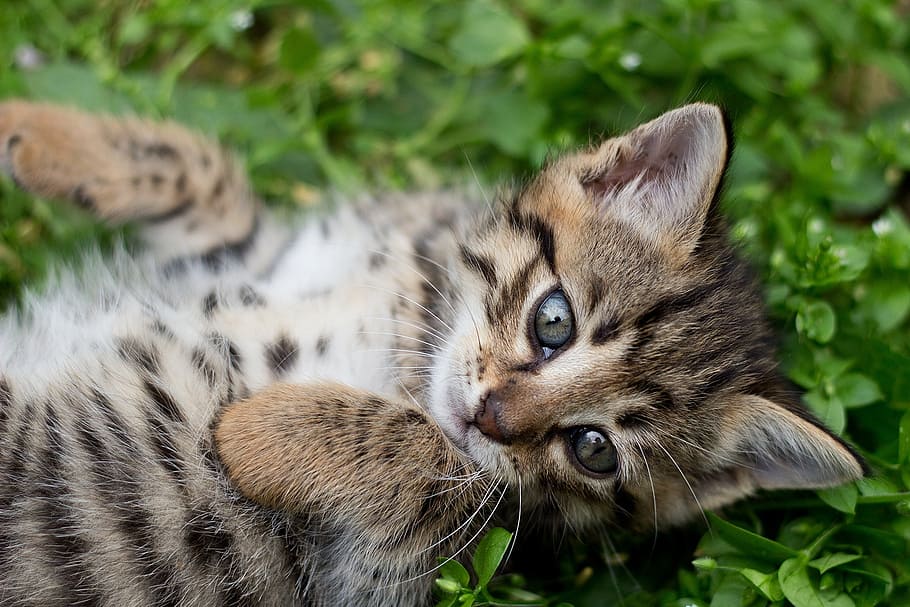 gray tabby kitten, tabby kitten, gray kitten, wild, marking, grey, bengal, ocelot, lynx, rescue