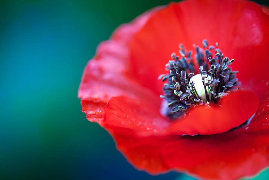 closeup, foto, merah, bunga poppy, ref, kelopak, bunga, alam, tanaman, close-up