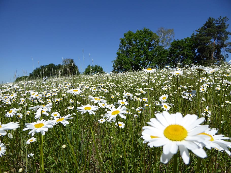 field, white, petaled flower, Flower, Meadow, flower meadow, magerite, summer, flowers, blossom