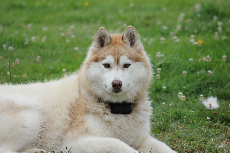 adult malamute, sitting, grass, siberian, husky, two, dog, pet, race, animal themes