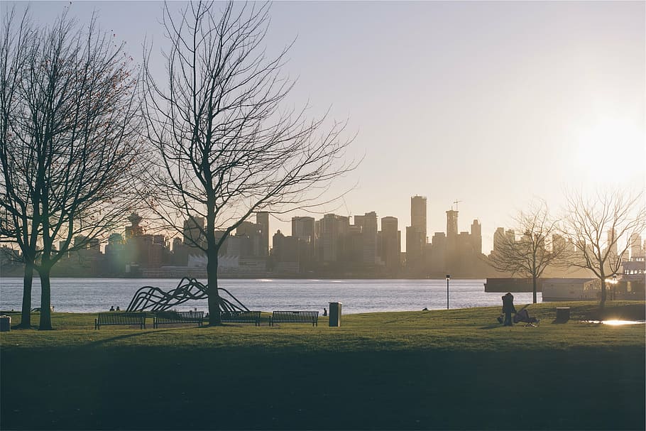 bare, trees, body, water, sea, sunrise, park, grass, benches, lake