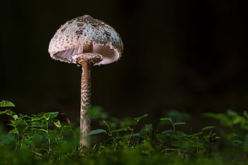 schirmling-parasol-giant-schirmling-mushroom-royalty-free-thumbnail.jpg