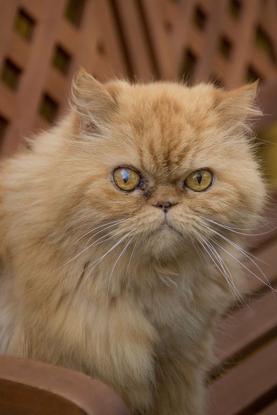 orange persian cat, persian, cat, tuinbak, domestic cat, pets, feline, whisker, domestic animals, animal hair