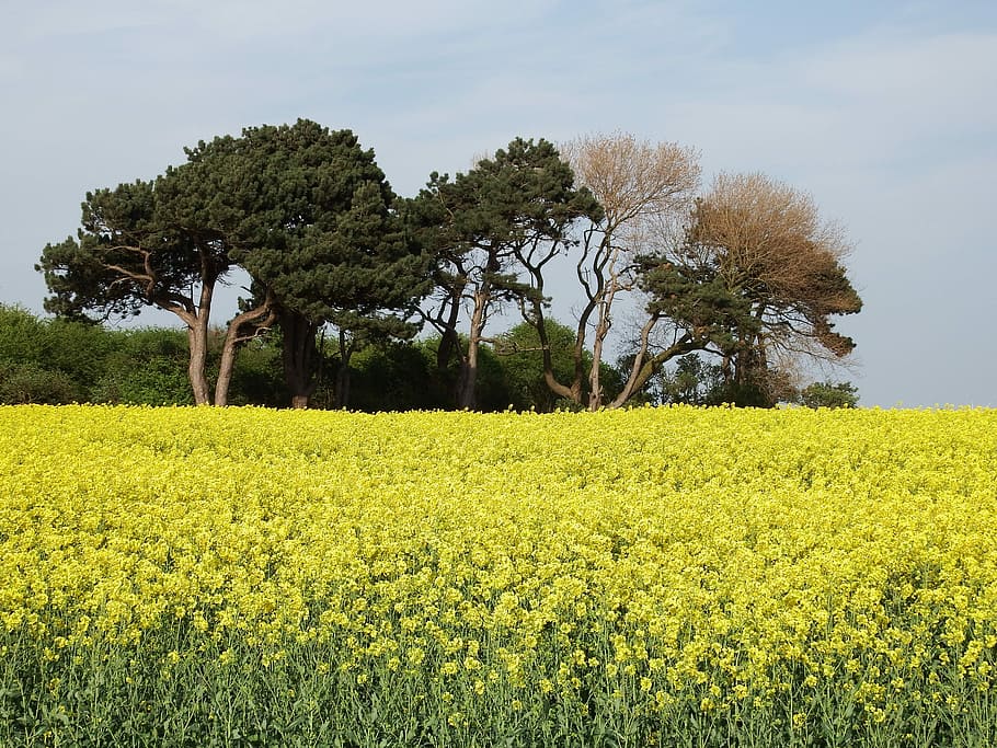 trees, rapeseed, rapeseed oil, plants, sky, clouds, countryside, plant, tree, growth
