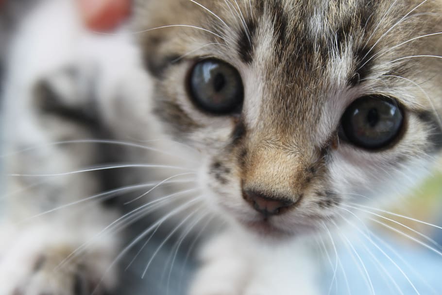 Kitty, Estambul, gato atigrado, gato, gato en maceta, gato naranja, gato doméstico, mascotas, animales domésticos, felino