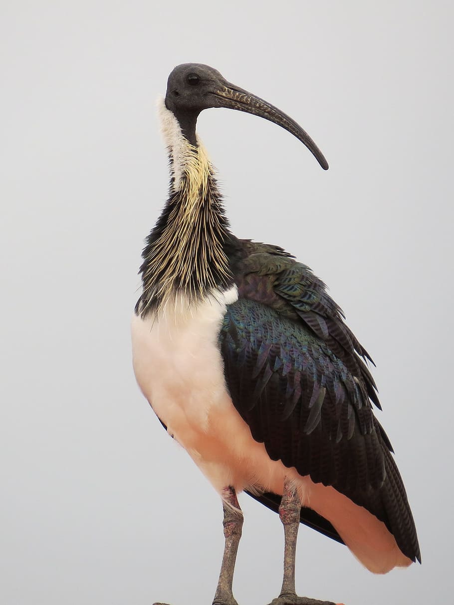 straw-necked ibis, threskiornis spinicollis, birds, ibis, threskiornis, spinicollis, australia, nature, animal, pond