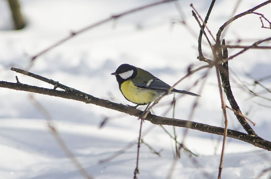 bird, nature, living nature, outdoors, winter, animals, pen, tree, songbird, wing