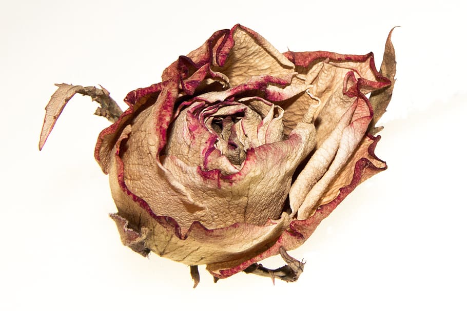 rose, withered, blossom, bloom, autumn, flower, withered bloom, welkes sheet, white background, studio shot