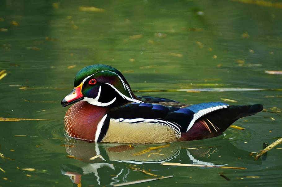 mandarin duck, body, water, duck, bride duck, aix sponsa, water bird, duck bird, ornamental duck, plumage