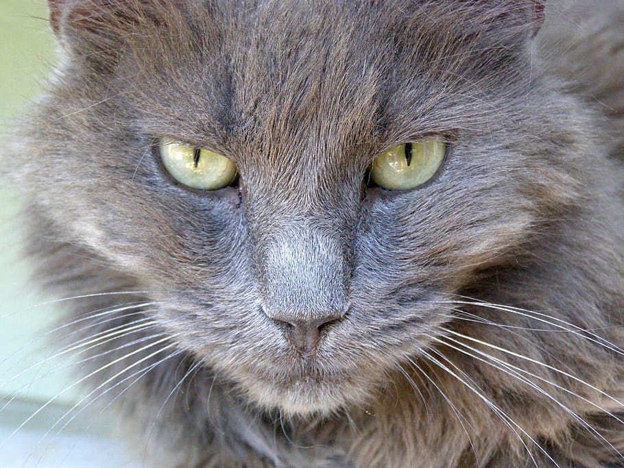 長い毛皮の灰色の猫, 猫, 猫の目, 動物, 国内, キティ, かわいい, 目, ペット, 顔