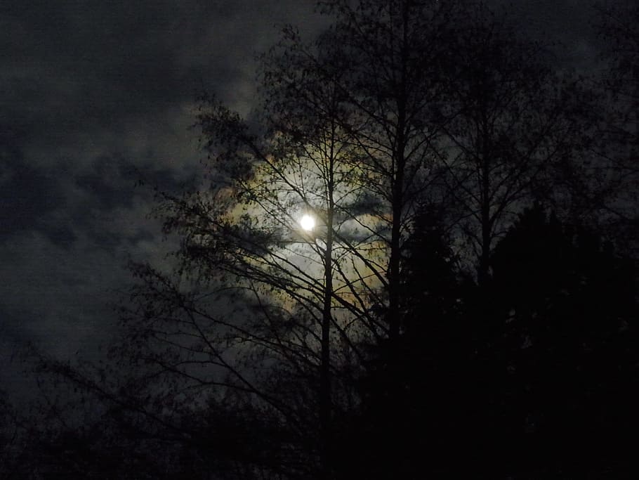 silueta, tropical, árboles, lleno, luna, por la noche, luz de la luna, luna llena, bosque, sombra natural