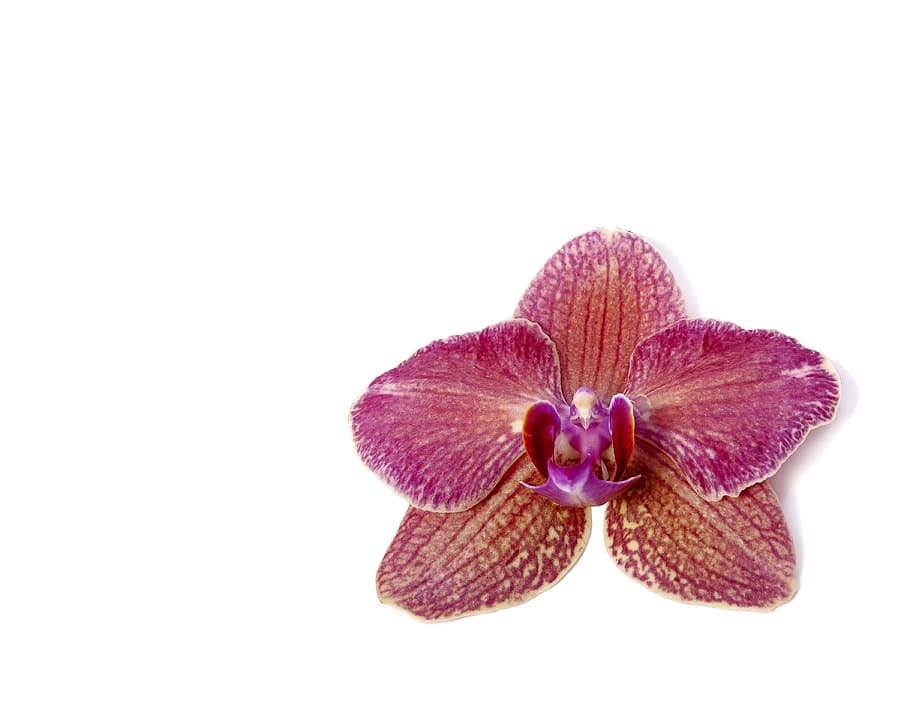 Phalaenopsis, orquídea, orquídea Phalaenopsis, tropical, flor, rayas, kalaidoskop, orquídea mariposa, rosa, planta