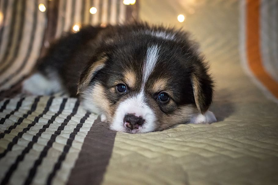 puppy, cute, dog, funny, eyes, black and white, tricolor corgi, young, small, looking into the soul