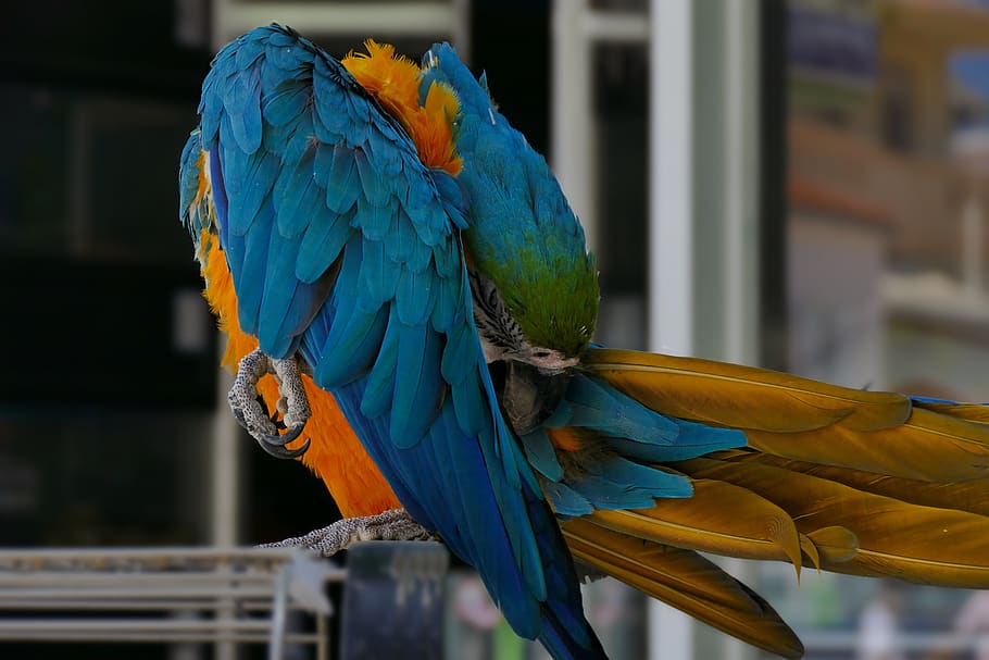 burung beo, burung beo berwarna-warni, ara, burung, paruh, macaw, satwa liar hewan, hewan, tema binatang, emas dan macaw biru