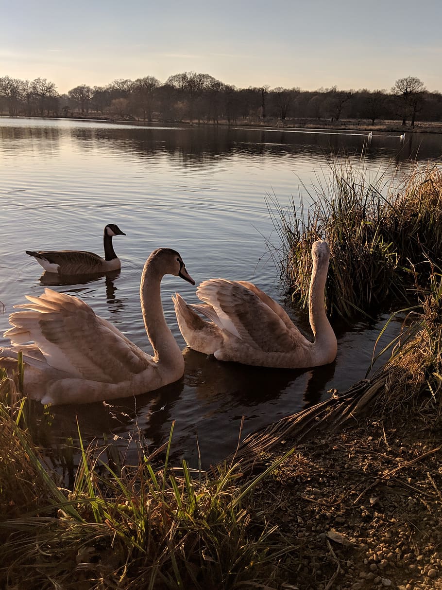 swans, swan, lake, water, bird, nature, animal, elegant, park, royal