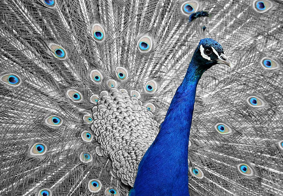azul, gris, pintura de pavo real, pavo real, animal, pájaro, pluma, vanidad, iridiscente, naturaleza