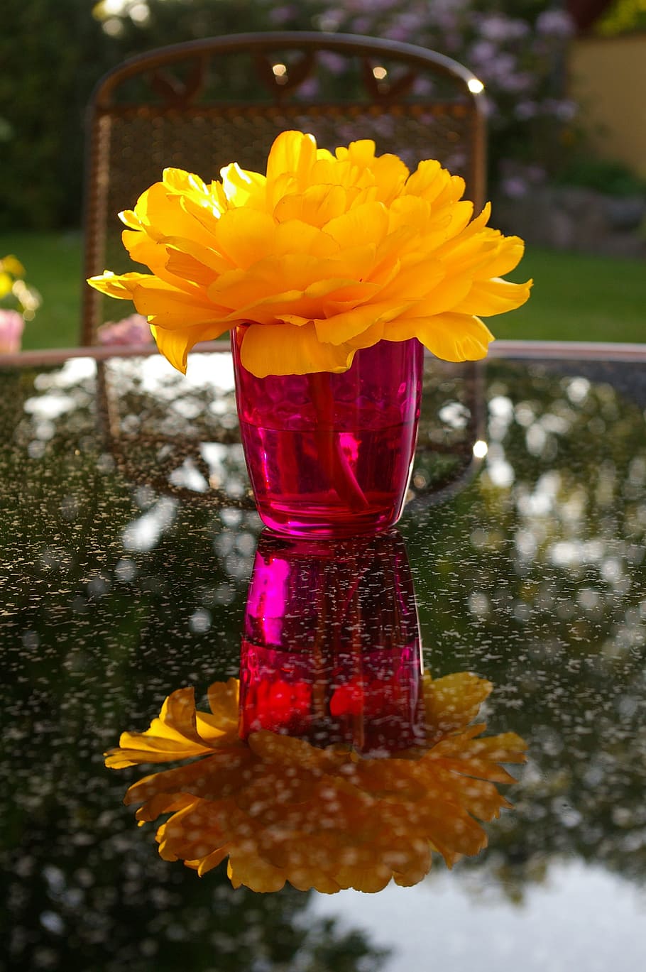 yellow, petaled flower, pink, glass, top, glass table, flower, on top, table, yellow tumor