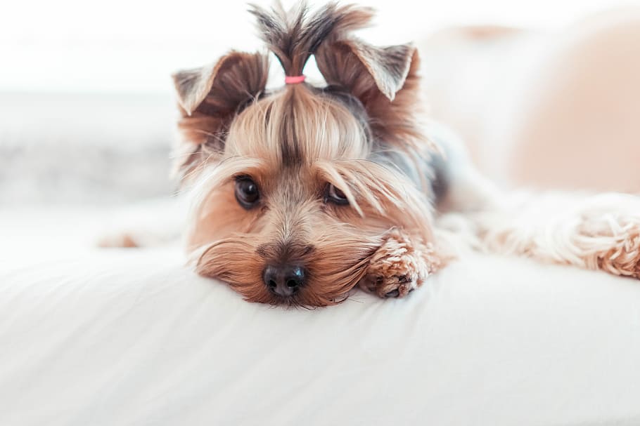 adorable, yorkshire terrier cachorro, inocente, mira, cama, en la cama, animales, dormitorio, lindo, perros