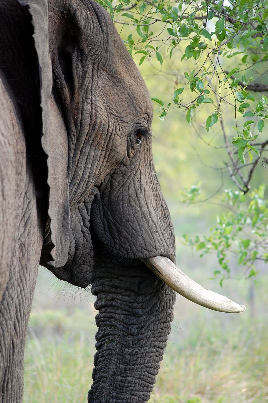 gray, elephant, green, leafed, trees, tusk, ivory, animal, trunk, africa