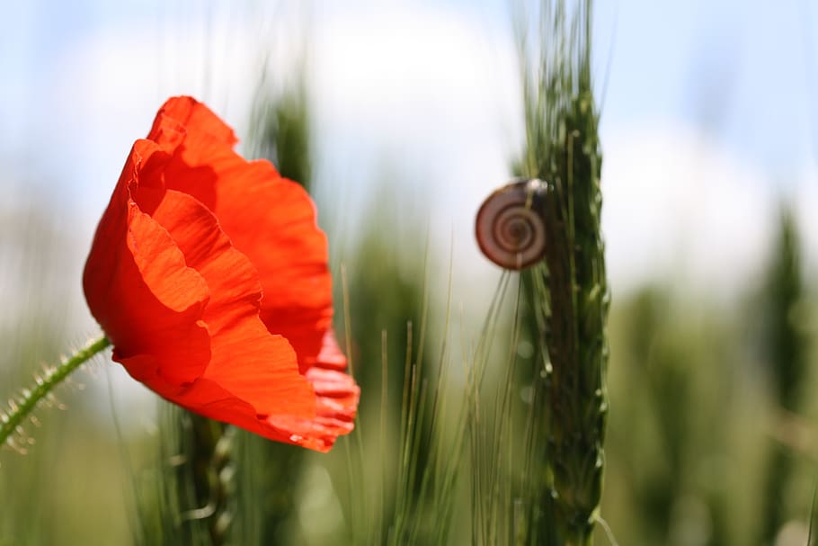 time, snail, poppy, blossom, bloom, red, cereals, field, crawl, slowly