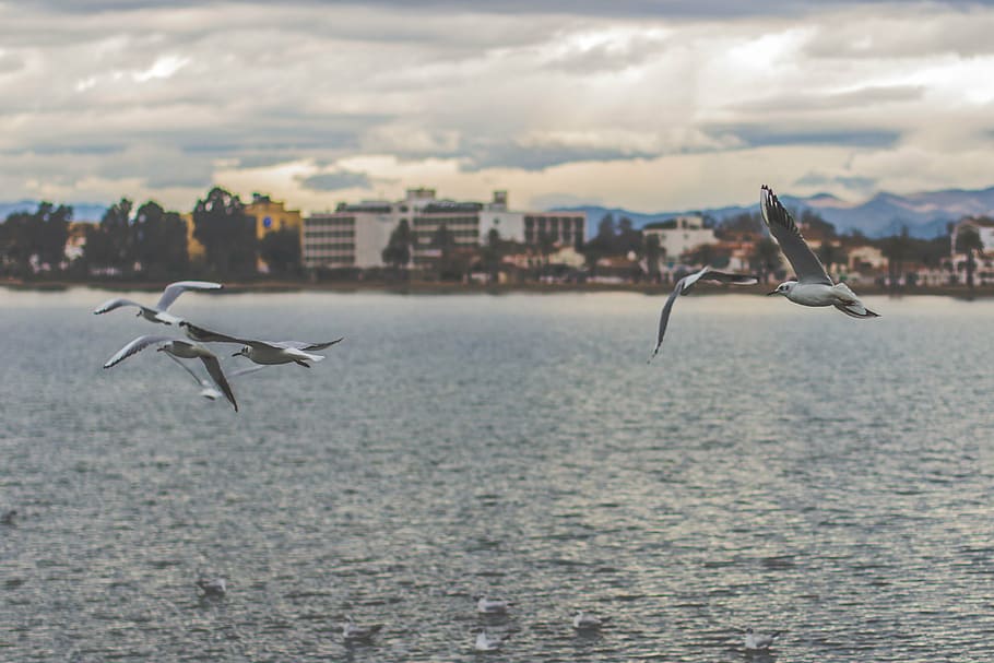 flock, gulls, flying, sea, nature, water, animals, birds, community, buildings