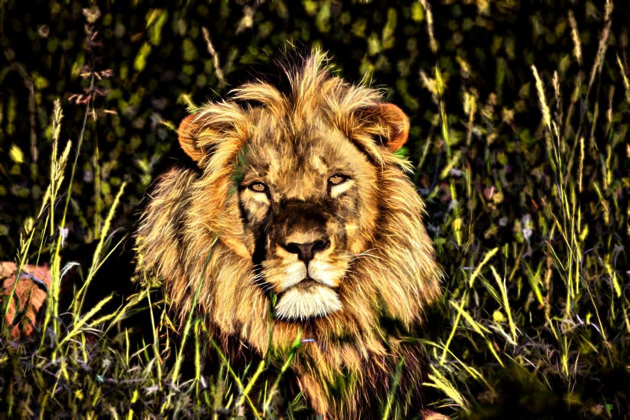 lion, africa, namibia, botswana, big cat, animal world, safari, male, dangerous, mane