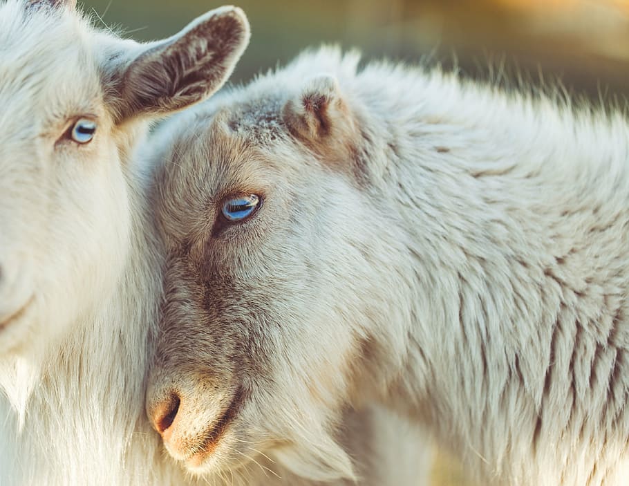 two white goats, sheep, animal, lamb, love, wool, eyes, snout, friends, couple