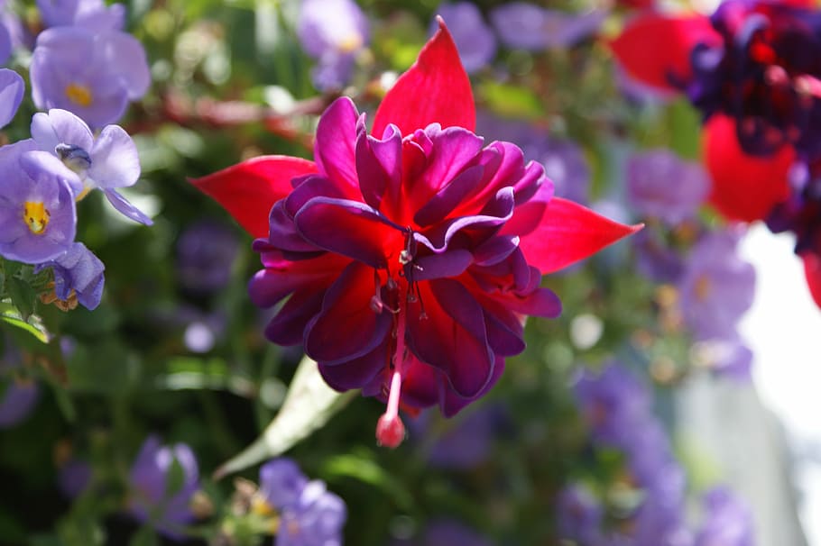 Fuchsia, Bunga, Merah Muda, musim panas, ungu, mekar, warna-warni, alami, berbunga, cantik