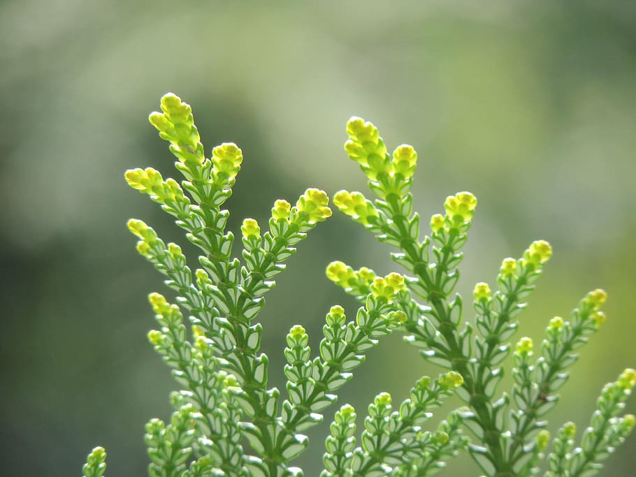 cedar, leaves, plant, macro, blur, growth, green color, plant part, leaf, beauty in nature