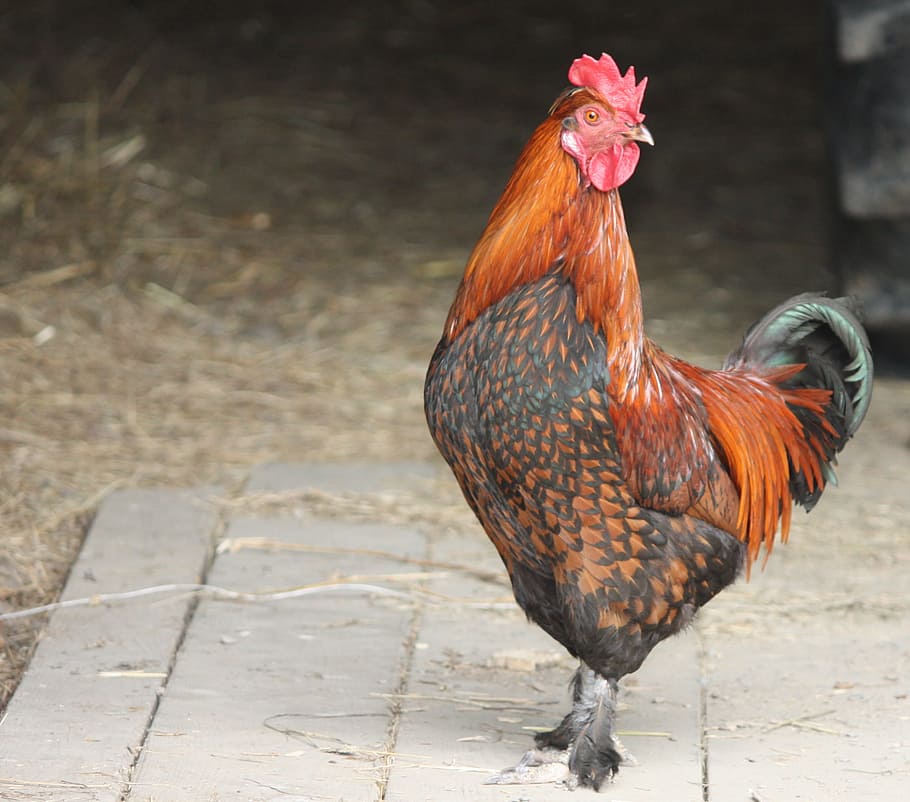 Cock, Poultry, Bird, Feathers, Backyard, rooster, chicken - Bird, farm, animal, cockerel
