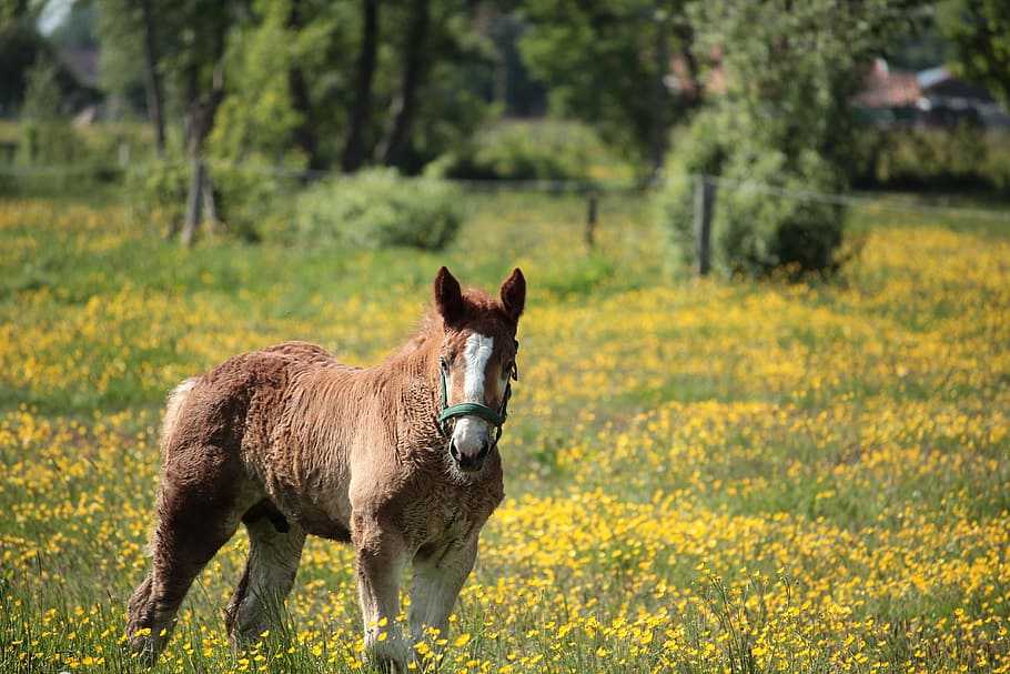 brown, miniature, horse, yellow, green, grassfield, foal, animal, nature, pasture